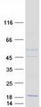 PSMG3 Protein - Purified recombinant protein PSMG3 was analyzed by SDS-PAGE gel and Coomassie Blue Staining