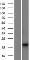 PSMG4 Protein - Western validation with an anti-DDK antibody * L: Control HEK293 lysate R: Over-expression lysate