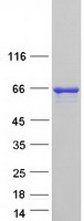 PSPC1 Protein - Purified recombinant protein PSPC1 was analyzed by SDS-PAGE gel and Coomassie Blue Staining
