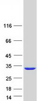 PSPH Protein - Purified recombinant protein PSPH was analyzed by SDS-PAGE gel and Coomassie Blue Staining