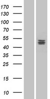 PSPLA1 / Phospholipase A1 Protein - Western validation with an anti-DDK antibody * L: Control HEK293 lysate R: Over-expression lysate