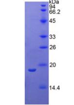 PSPLA1 / Phospholipase A1 Protein - Recombinant Phospholipase A1 By SDS-PAGE