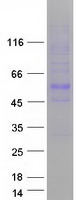PSPLA1 / Phospholipase A1 Protein - Purified recombinant protein PLA1A was analyzed by SDS-PAGE gel and Coomassie Blue Staining
