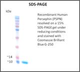 PSPN / Persephin Protein