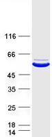 PSTPIP1 Protein - Purified recombinant protein PSTPIP1 was analyzed by SDS-PAGE gel and Coomassie Blue Staining