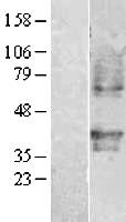 PTAFR / PAF Receptor Protein - Western validation with an anti-DDK antibody * L: Control HEK293 lysate R: Over-expression lysate