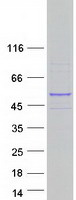 PTAR1 Protein - Purified recombinant protein PTAR1 was analyzed by SDS-PAGE gel and Coomassie Blue Staining