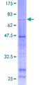 PTAR2 / FNTA Protein - 12.5% SDS-PAGE of human FNTA stained with Coomassie Blue