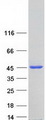 PTAR2 / FNTA Protein - Purified recombinant protein FNTA was analyzed by SDS-PAGE gel and Coomassie Blue Staining