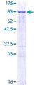 PTBP1 Protein - 12.5% SDS-PAGE of human PTBP1 stained with Coomassie Blue