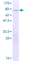 PTBP1 Protein - 12.5% SDS-PAGE of human PTBP1 stained with Coomassie Blue