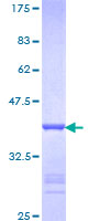 PTBP1 Protein - 12.5% SDS-PAGE Stained with Coomassie Blue.