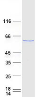 PTBP1 Protein - Purified recombinant protein PTBP1 was analyzed by SDS-PAGE gel and Coomassie Blue Staining