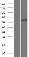 PTBP3 / ROD1 Protein - Western validation with an anti-DDK antibody * L: Control HEK293 lysate R: Over-expression lysate