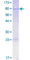 PTBP3 / ROD1 Protein - 12.5% SDS-PAGE of human ROD1 stained with Coomassie Blue