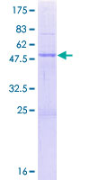 PTCD2 Protein - 12.5% SDS-PAGE of human PTCD2 stained with Coomassie Blue