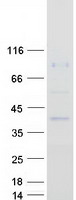 PTCD2 Protein - Purified recombinant protein PTCD2 was analyzed by SDS-PAGE gel and Coomassie Blue Staining