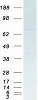 PTCD3 Protein - Purified recombinant protein PTCD3 was analyzed by SDS-PAGE gel and Coomassie Blue Staining