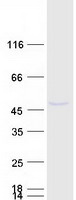 PTDSS1 Protein - Purified recombinant protein PTDSS1 was analyzed by SDS-PAGE gel and Coomassie Blue Staining
