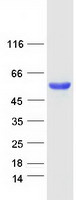 PTEN Protein - Purified recombinant protein PTEN was analyzed by SDS-PAGE gel and Coomassie Blue Staining