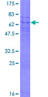 PTGER1 / EP1 Protein - 12.5% SDS-PAGE of human PTGER1 stained with Coomassie Blue