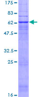 PTGER2 / EP2 Protein - 12.5% SDS-PAGE of human PTGER2 stained with Coomassie Blue