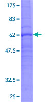 PTGER3 / EP3 Protein - 12.5% SDS-PAGE of human PTGER3 stained with Coomassie Blue