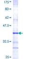 PTGER3 / EP3 Protein - 12.5% SDS-PAGE Stained with Coomassie Blue
