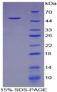 PTGER3 / EP3 Protein - Recombinant Prostaglandin E Receptor 3 By SDS-PAGE