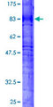 PTGER4 / EP4 Protein - 12.5% SDS-PAGE of human PTGER4 stained with Coomassie Blue