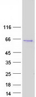 PTGER4 / EP4 Protein - Purified recombinant protein PTGER4 was analyzed by SDS-PAGE gel and Coomassie Blue Staining