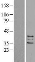 PTGES2 Protein - Western validation with an anti-DDK antibody * L: Control HEK293 lysate R: Over-expression lysate