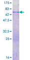 PTGES2 Protein - 12.5% SDS-PAGE of human PTGES2 stained with Coomassie Blue
