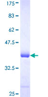 PTGES2 Protein - 12.5% SDS-PAGE Stained with Coomassie Blue.