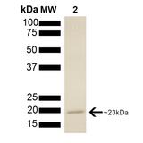 PTGES3 / p23 Protein - SDS-PAGE of native human 23kDa p23 protein.