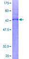 PTGIR / IP Receptor Protein - 12.5% SDS-PAGE of human PTGIR stained with Coomassie Blue