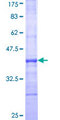 PTGR1 / LTB4DH Protein - 12.5% SDS-PAGE Stained with Coomassie Blue.