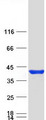 PTGR1 / LTB4DH Protein - Purified recombinant protein PTGR1 was analyzed by SDS-PAGE gel and Coomassie Blue Staining