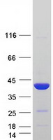 PTGR1 / LTB4DH Protein - Purified recombinant protein PTGR1 was analyzed by SDS-PAGE gel and Coomassie Blue Staining
