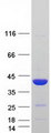 PTGR1 / LTB4DH Protein - Purified recombinant protein PTGR1 was analyzed by SDS-PAGE gel and Coomassie Blue Staining