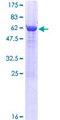 PTGR2 / PGR2 Protein - 12.5% SDS-PAGE of human ZADH1 stained with Coomassie Blue