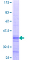 PTGR2 / PGR2 Protein - 12.5% SDS-PAGE Stained with Coomassie Blue.