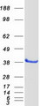 PTGR2 / PGR2 Protein - Purified recombinant protein PTGR2 was analyzed by SDS-PAGE gel and Coomassie Blue Staining