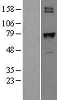 PTGS1 / COX-1 Protein - Western validation with an anti-DDK antibody * L: Control HEK293 lysate R: Over-expression lysate
