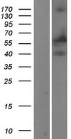 PTGS1 / COX-1 Protein - Western validation with an anti-DDK antibody * L: Control HEK293 lysate R: Over-expression lysate