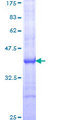 PTGS1 / COX-1 Protein - 12.5% SDS-PAGE Stained with Coomassie Blue.