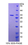 PTGS1 / COX-1 Protein - Recombinant Prostaglandin Endoperoxide Synthase 1 By SDS-PAGE