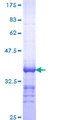 PTH / Parathyroid Hormone Protein - 12.5% SDS-PAGE Stained with Coomassie Blue.