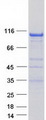 PTK2B / PYK2 Protein - Purified recombinant protein PTK2B was analyzed by SDS-PAGE gel and Coomassie Blue Staining