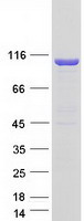 PTK2B / PYK2 Protein - Purified recombinant protein PTK2B was analyzed by SDS-PAGE gel and Coomassie Blue Staining